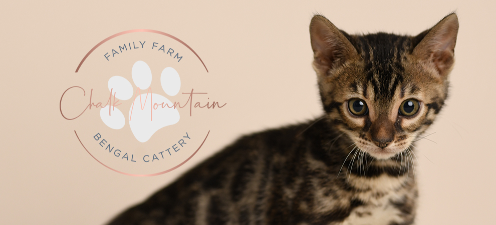 Bengal kitten for sale